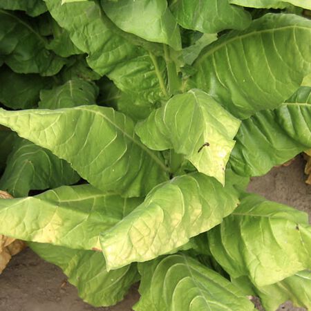 Havana 501, Tobacco Seed - Packet image number null